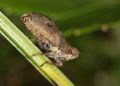Issus sp.